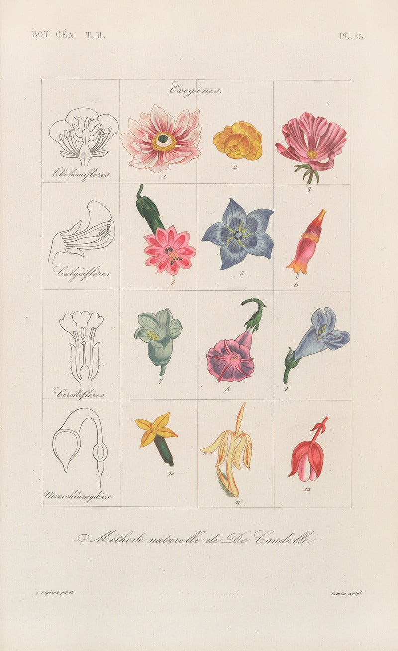 Botanique