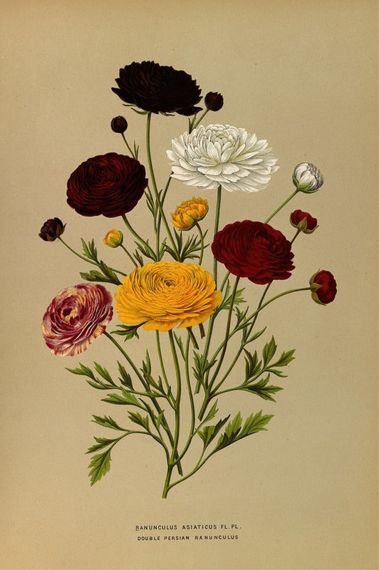 Doublé Persian Ranunculus (c.1880), par Arentina Hendrica Arendsen