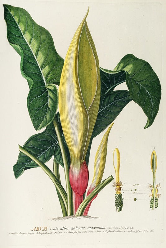 Arum (c.1760), par Georg Dionysius Ehret