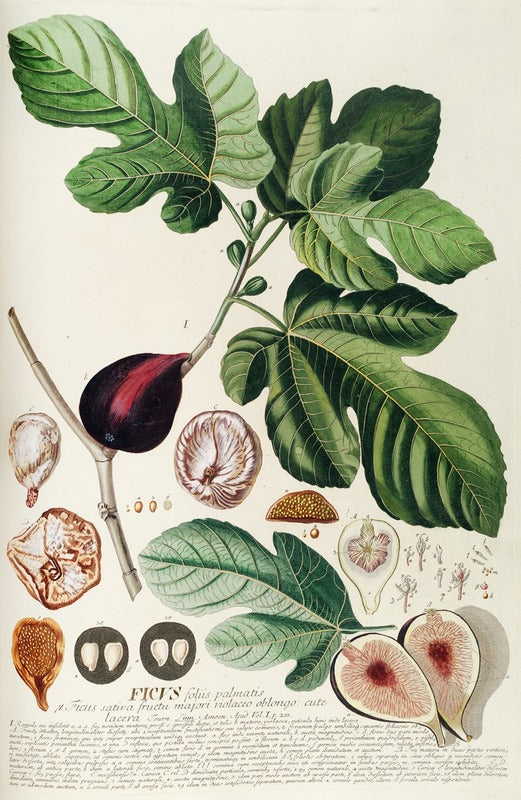 Ficus (c.1760), par Georg Dionysius Ehret