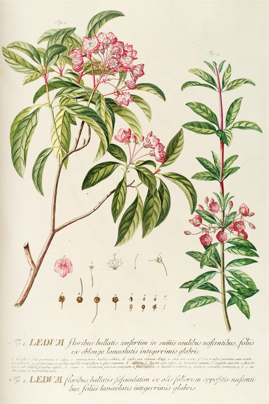 Ledum (c.1760), par Georg Dionysius Ehret