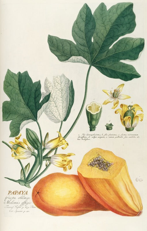 Papaye (c.1760), par Georg Dionysius Ehret