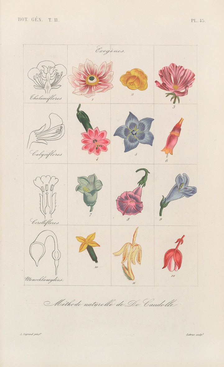Traité de botanique générale (c.1860), par François Hérincq