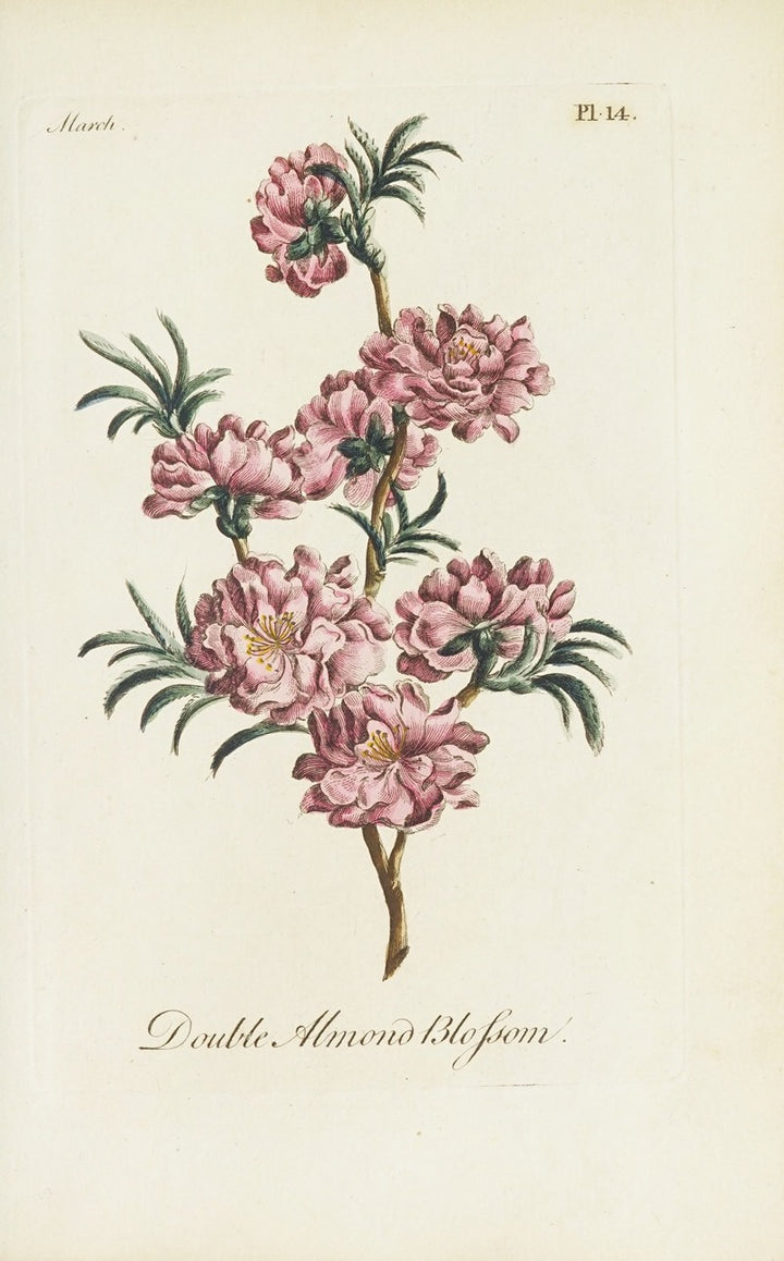 Amandes Doubles (1770), par Carington Bowles