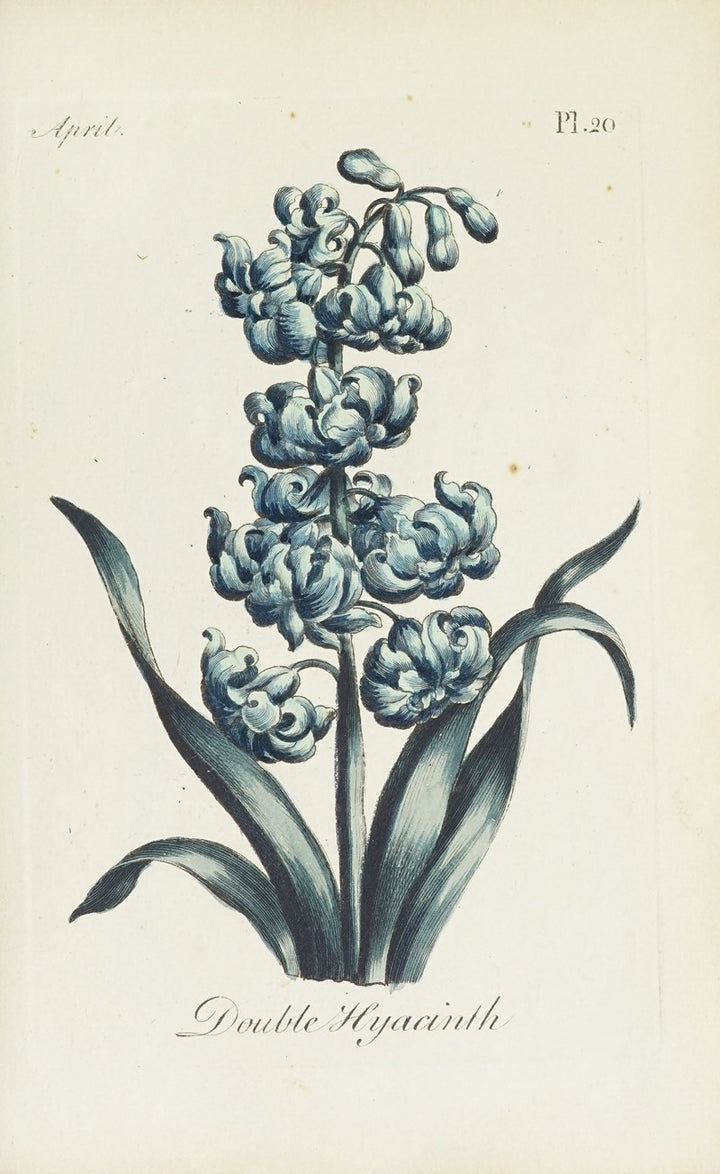 Jacinthes Doubles (1770), par Carington Bowles