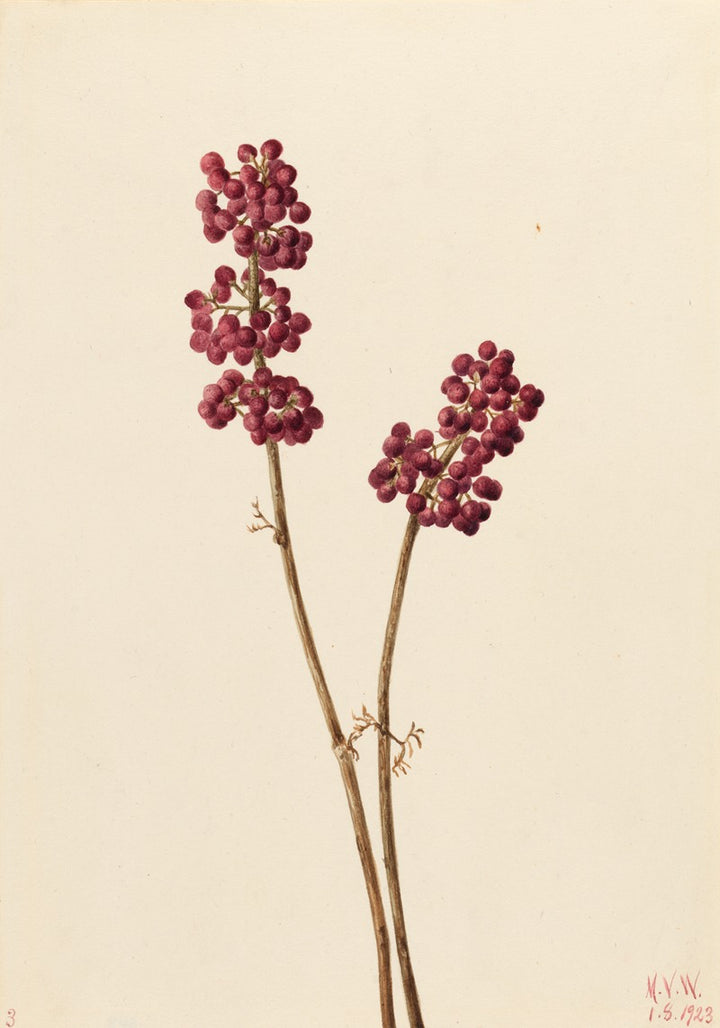 Callicarpa Americana (1923), par Mary Morris Vaux Walcott